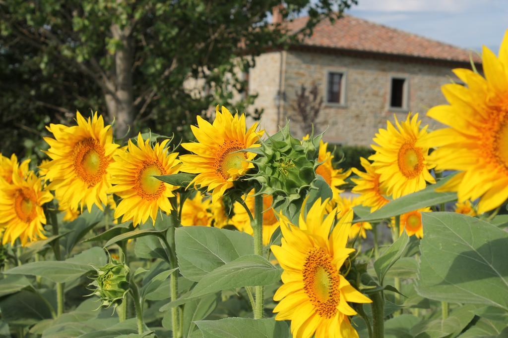 Il Grifone A Cortona Residence Bagian luar foto